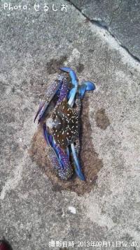 ���ѥ���