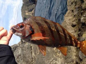 �����Υϥ���������