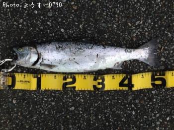 ¥µ¥¯¥é¥Þ¥¹