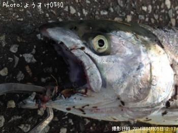 ¥µ¥¯¥é¥Þ¥¹