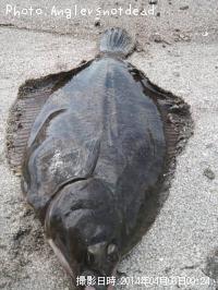 �ޥ����쥤