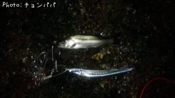 �����Х��������