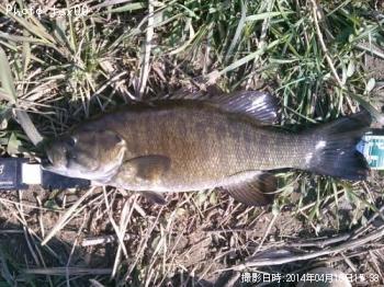 ���⡼��ޥ����Х�