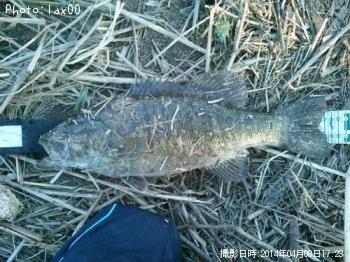 ���⡼��ޥ����Х�