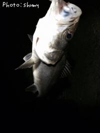 �����Х�