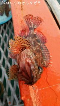 ���������ʥ������