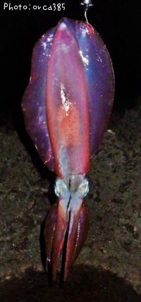 �����ꥤ��