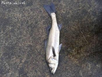 �����Х�