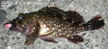 ���������ʥ������