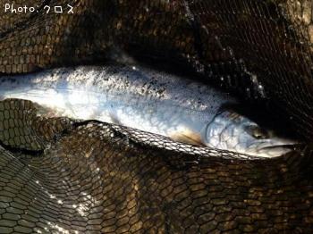 ¥µ¥¯¥é¥Þ¥¹