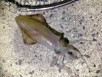 ���󥵥�����