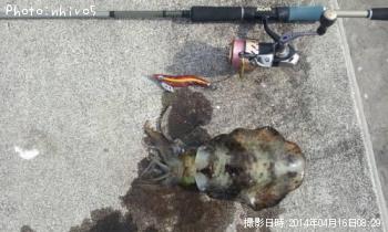 �����ꥤ��