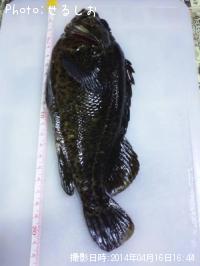 ¡ù¥à¥é¥½¥¤¡ù