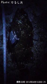 ¡ù¥à¥é¥½¥¤¡ù