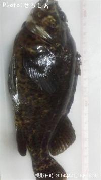 ¡ù¥à¥é¥½¥¤¡ù