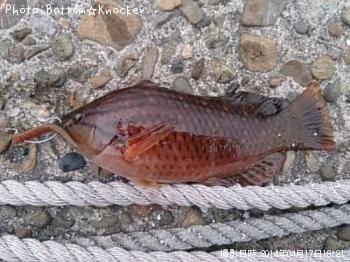 ¥¢¥«¥µ¥µ¥Î¥Ï¥Ù¥é