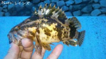 �����Υ�����饽��