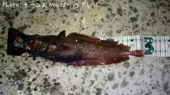 ¥¨¥¾¥¤¥½¥¢¥¤¥Ê¥á