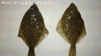 �������쥤