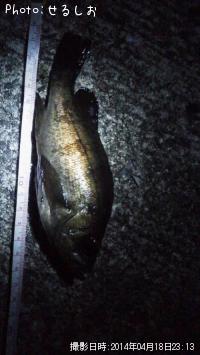 ����Х��