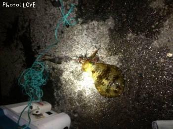 ¥¢¥ª¥ê¥¤¥«