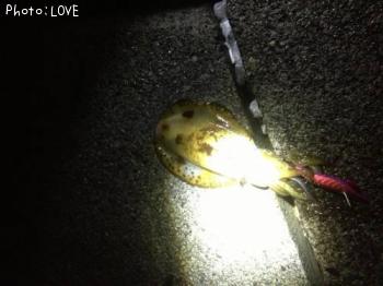 ¥¢¥ª¥ê¥¤¥«