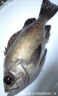 メバルんるん♪