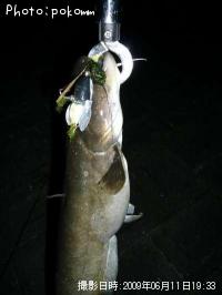 �˥������ʥޥ�