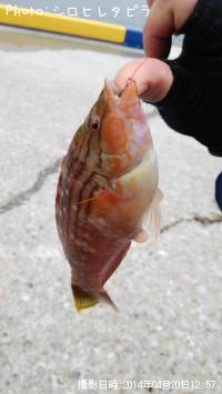 ¥Û¥·¥µ¥µ¥Î¥Ï¥Ù¥é