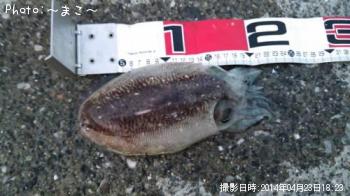 ¥·¥ê¥ä¥±¥¤¥«