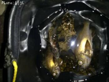 ��Х롢����