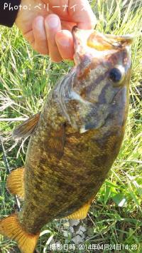 ���⡼��ޥ����Х�