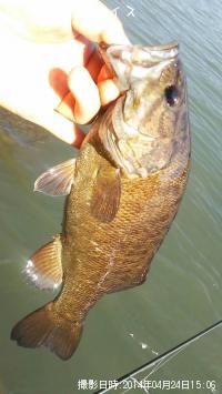 ���⡼��ޥ����Х�