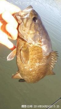 ���⡼��ޥ����Х�