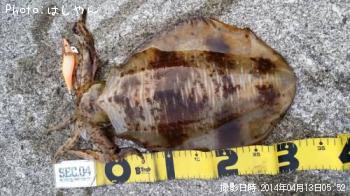 ¥¢¥ª¥ê¥¤¥«