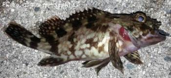 ¥«¥µ¥´¡¡¡Ê¥¬¥·¥é¡Ë