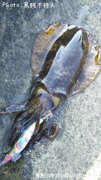 ¥¢¥ª¥ê¥¤¥«