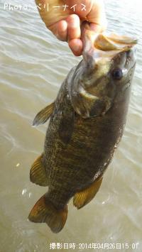 ¥¹¥â¡¼¥ë¥Þ¥¦¥¹¥Ð¥¹