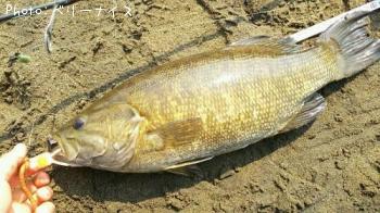 ¥¹¥â¡¼¥ë¥Þ¥¦¥¹¥Ð¥¹