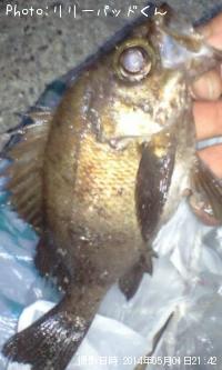 メバルんるん♪