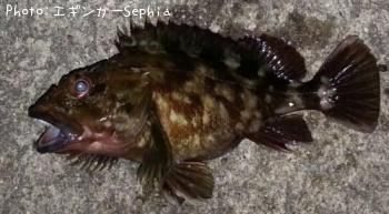 ���������ʥ������