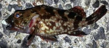 ¥«¥µ¥´¡¡¡Ê¥¬¥·¥é¡Ë