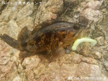 ¥¿¥±¥Î¥³¥á¥Ð¥ë