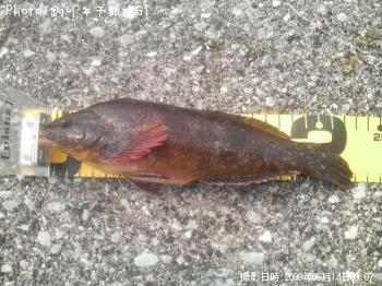 �����ʥ�