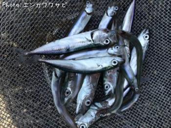 �ե�����ե���