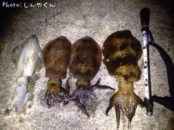 �����ꥤ��