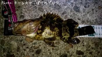 タケノコメバル