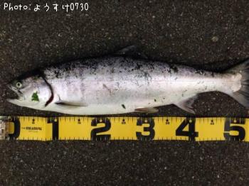 ¥µ¥¯¥é¥Þ¥¹