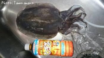 ��󥴥�����