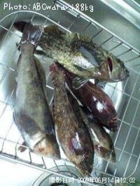 ¥¢¥¤¥Ê¥á